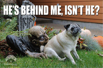 Halloween pug