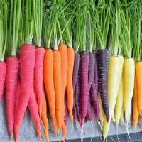 carrots